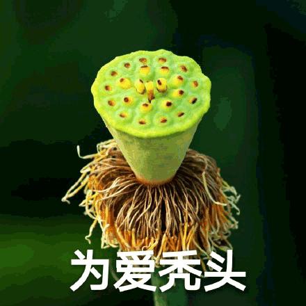 莲花GIF动态图_莲花表情包_莲花GIF动图-SOO