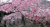 三生三世十里桃花 桃林 美景 浪漫