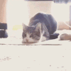 猫咪 扭屁股 搞笑 瞪眼睛 萌宠