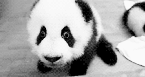 熊 可爱的 动物 熊猫 宝贝 动物 熊猫熊 熊猫宝宝