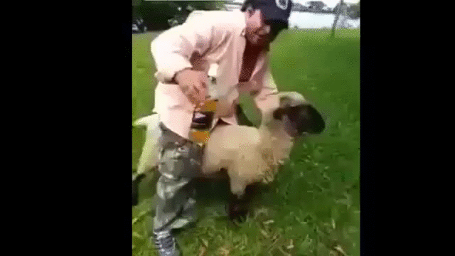 绵羊 作死 sheep