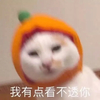 萌宠 喵星人 我有点看不透你 视线模糊 呆萌 活泼