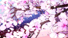 花树 落花 花朵 美景