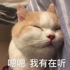 萌宠 喵星人 嗯嗯 我有在听 我知道了 可爱 呆萌