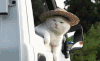 猫咪 草帽 表情 搞笑