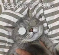 猫咪 可爱 呆萌 斗图 被金钱蒙蔽了双眼