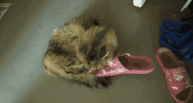 猫咪 拖鞋 玩耍 可爱