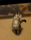 猫咪 眼神 旋转 可爱