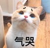 萌宠 猫星人 气哭 气死我了 呆萌 可爱