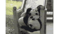 熊猫 滑梯 玩耍 动物