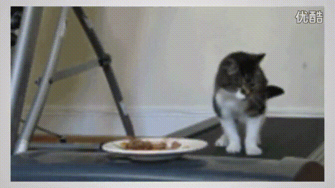 猫咪 怎么滑走了 可爱 盘子