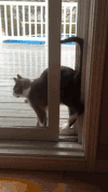 猫咪 可爱 倒立 调皮