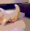 玩耍 猫咪 护住 搞笑