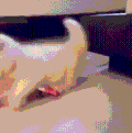玩耍 猫咪 护住 搞笑