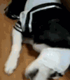 狗狗 衣服 套头 搞笑
