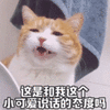 萌宠 猫 猫咪 喵星人 小可爱 说话 态度