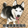 笑死我 二哈 哈士奇