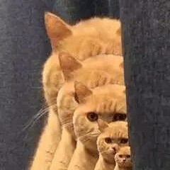 橘猫 排队观察