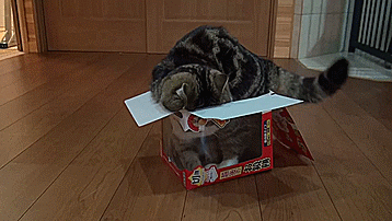 丸 maru 猫 蜷缩 盒子