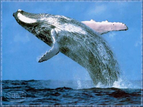 动物 跳 游泳 鲸 臀位 白鲸