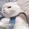 萌宠 喵星人 你一点都不懂我 生气 搞怪 逗