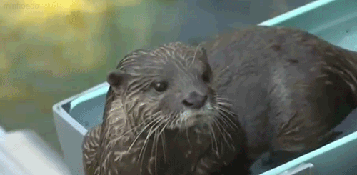 水獭 魔性 otter