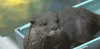 水獭 魔性 otter