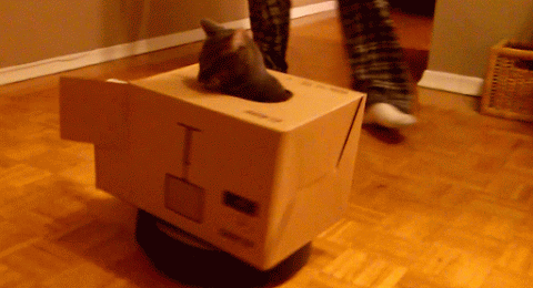 猫咪 草地机 纸箱 装甲车