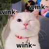 萌宠 喵星人 wink 眨眼 呆萌 搞怪
