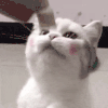 萌宠 猫星人 猫爪 搞怪 呆萌 可爱