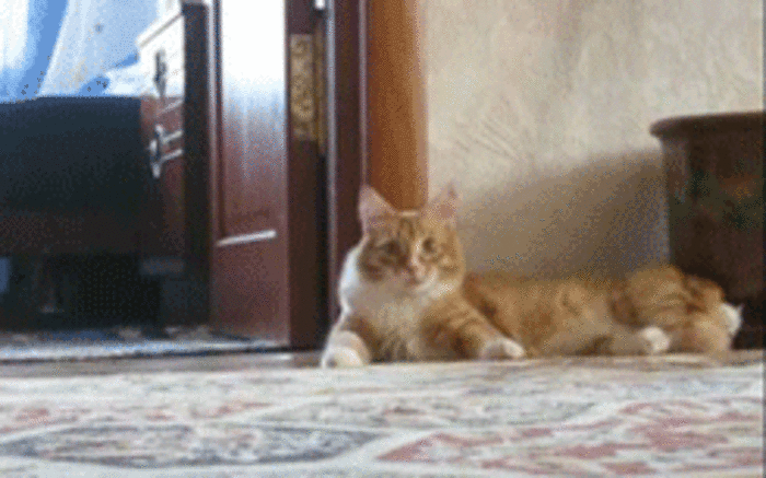 猫咪 可爱 惊吓 呆萌