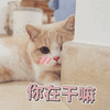 你在干嘛 猫 蒙圈 搞怪 逗