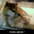 狗