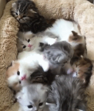猫咪 可爱 挤在一起 毛茸茸 垫子