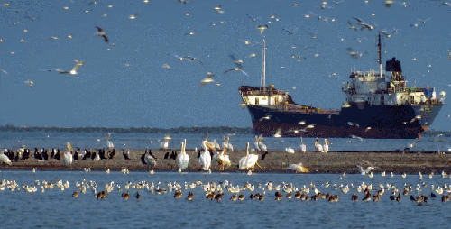 多瑙河-欧洲的亚马逊 海岸 纪录片 自由 船 鸟