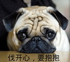 萌 狗 汪星人 伐开心要抱抱