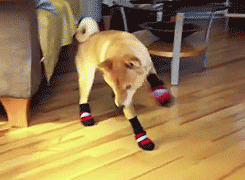 小狗 穿袜子 不会走 喝多了