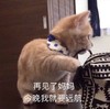 萌宠 猫星人 再见了妈妈 今晚我就要远航 搞怪 呆萌