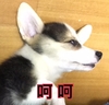 狗狗 可爱 躺着 呵呵