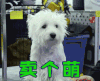 卖个萌 卖萌 狗狗