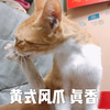萌宠 猫星人 黄氏凤爪 真香 搞怪 呆萌