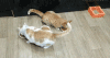 猫 喵星人 猫咪 可爱