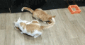 猫 喵星人 猫咪 可爱