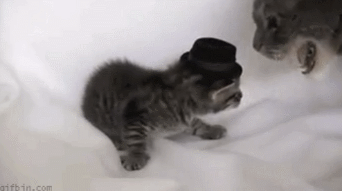 猫咪 帽子 被打 可爱