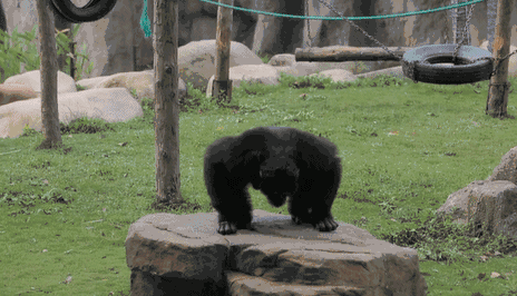 黑猩猩 跳跃 石头 可爱