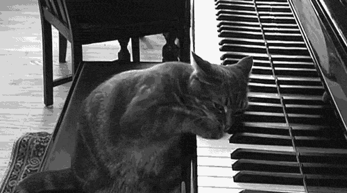 猫 凯蒂 钢琴