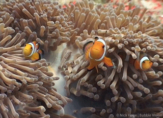 鱼 海葵 海底世界 呆萌 神奇 绚丽 自然海洋 ocean nature