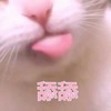 猫咪 吐舌头 呆萌 舔舔