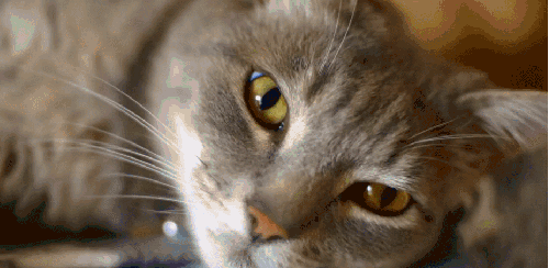 BBC 对猫的发现 特写 纪录片 琥珀眸