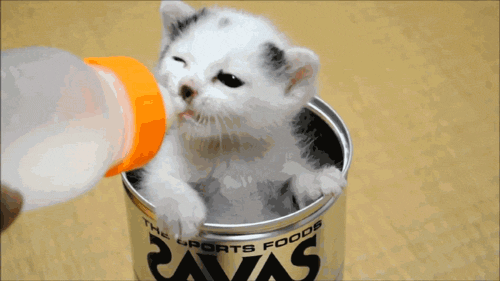 猫咪 喝奶 可爱